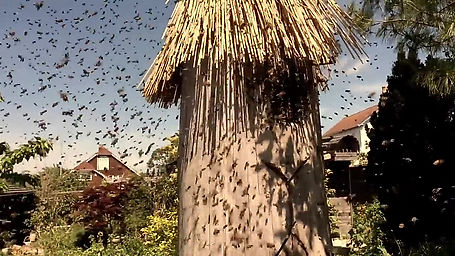 Swarm flies into log hive
